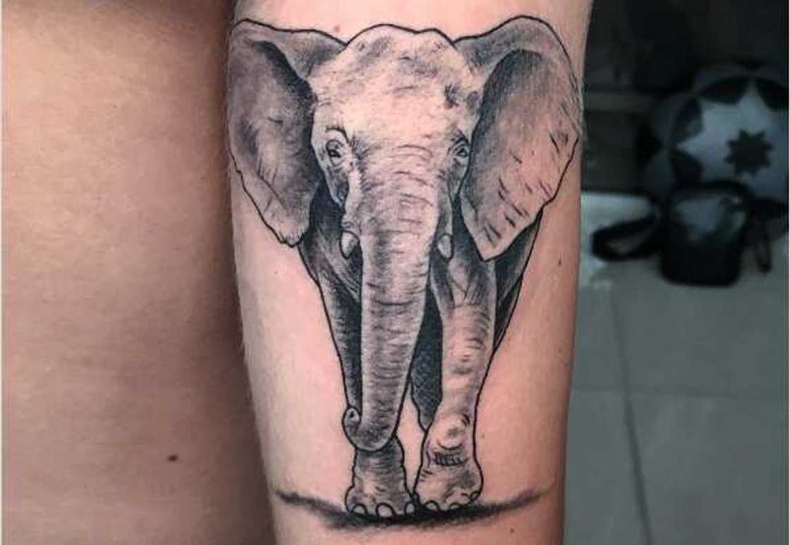 Elephant tattoo Elephant tattoo