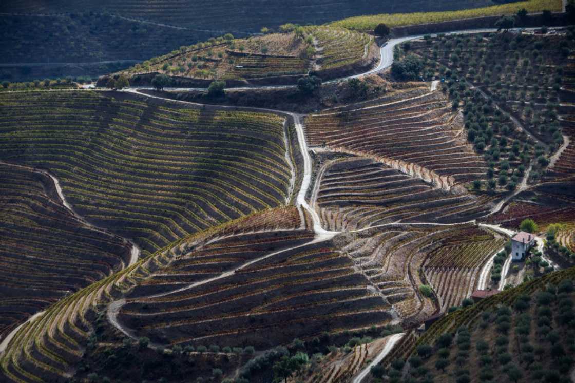 Portugal's Douro Valley is known for its endless swathes of vineyards cascading down lush green hills on tiered terraces Portugal's Douro Valley is known for its endless swathes of vineyards cascading down lush green hills on tiered terraces