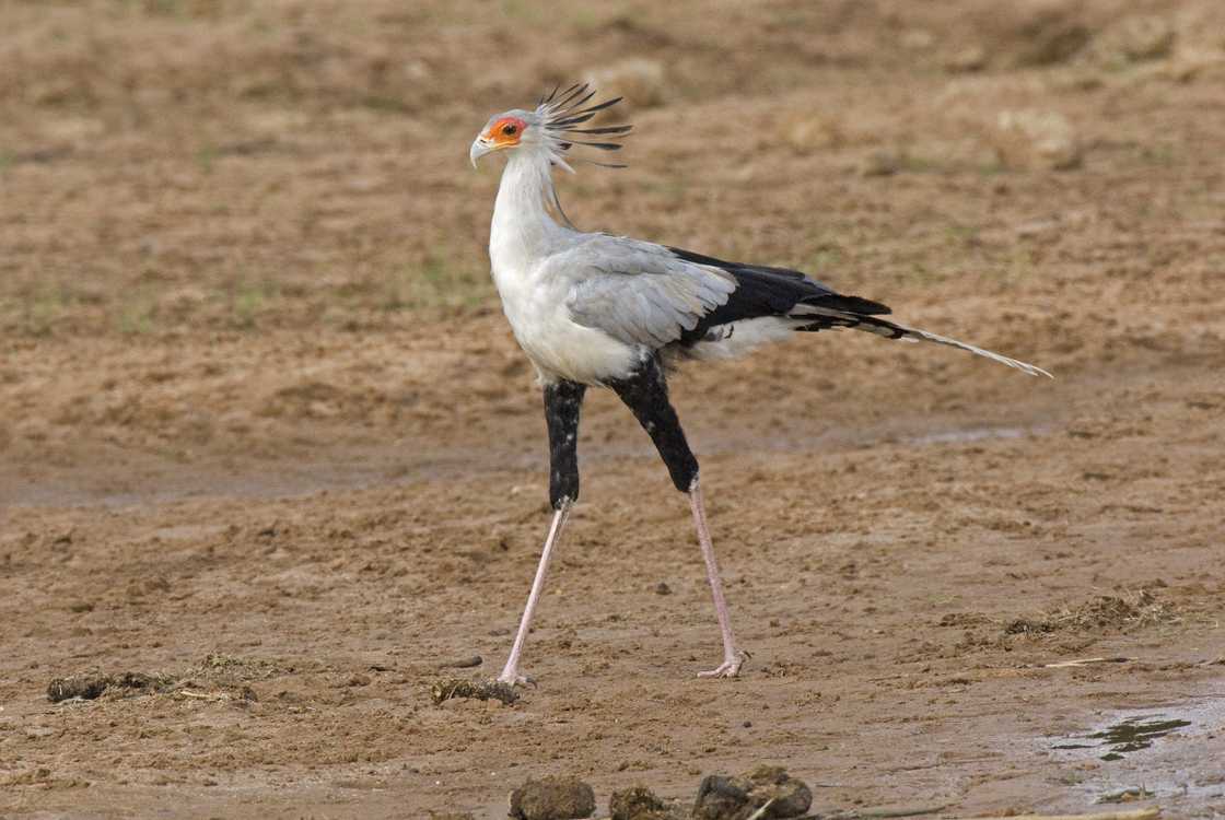 Secretary birdat Samburu National Park in Kenya