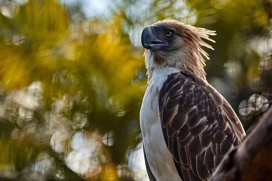 Largest eagle in the world