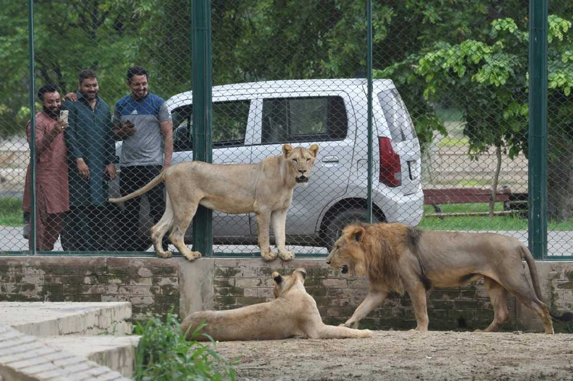 Conservationists have raised concerns about the sale of the lions Conservationists have raised concerns about the sale of the lions