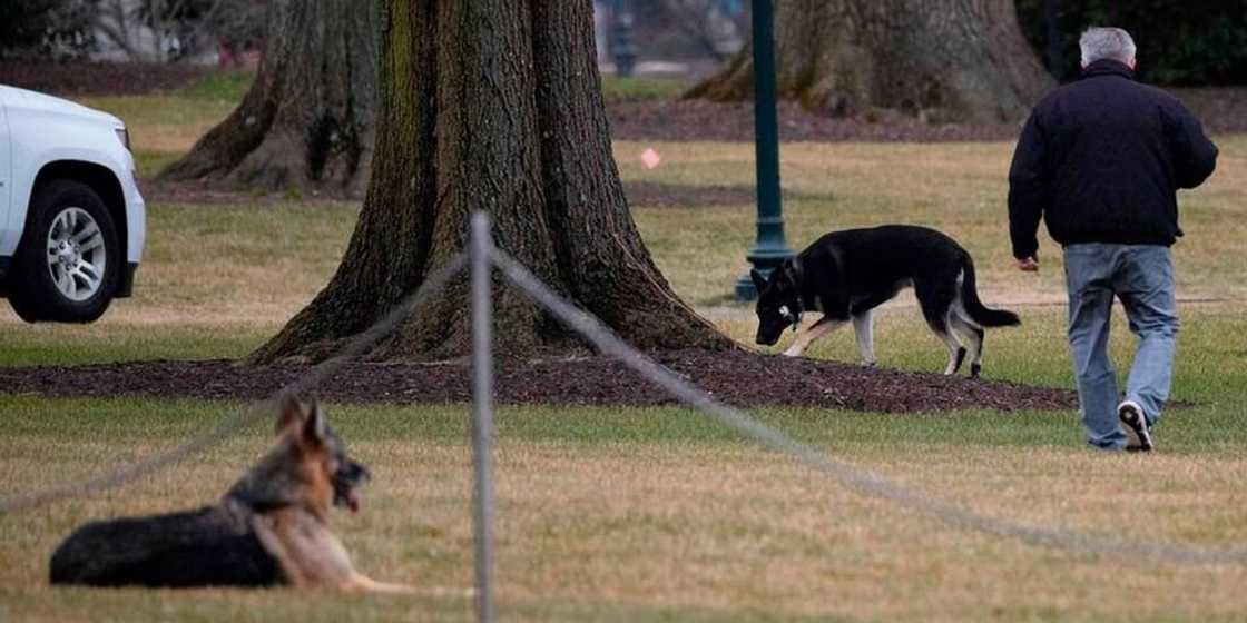 Joe Biden's dogs sent out of White House after biting security personnel Joe Biden's dogs sent out of White House after biting security personnel