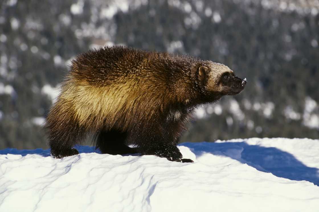 Wolverine (Gulo gulo) in snow