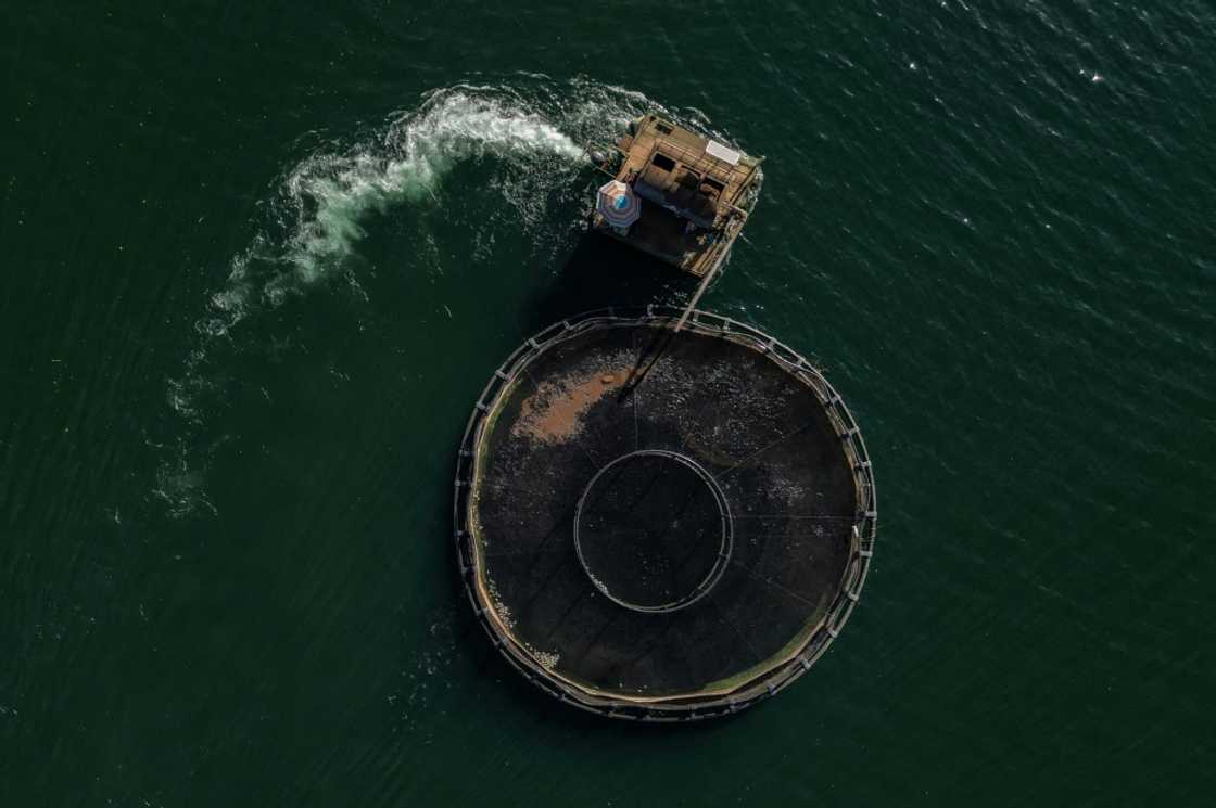 Fish are among the Brazilian products subject to a 50 percent tariff, like those caught at this tilapia farm in Rifaina, Brazil Fish are among the Brazilian products subject to a 50 percent tariff, like those caught at this tilapia farm in Rifaina, Brazil