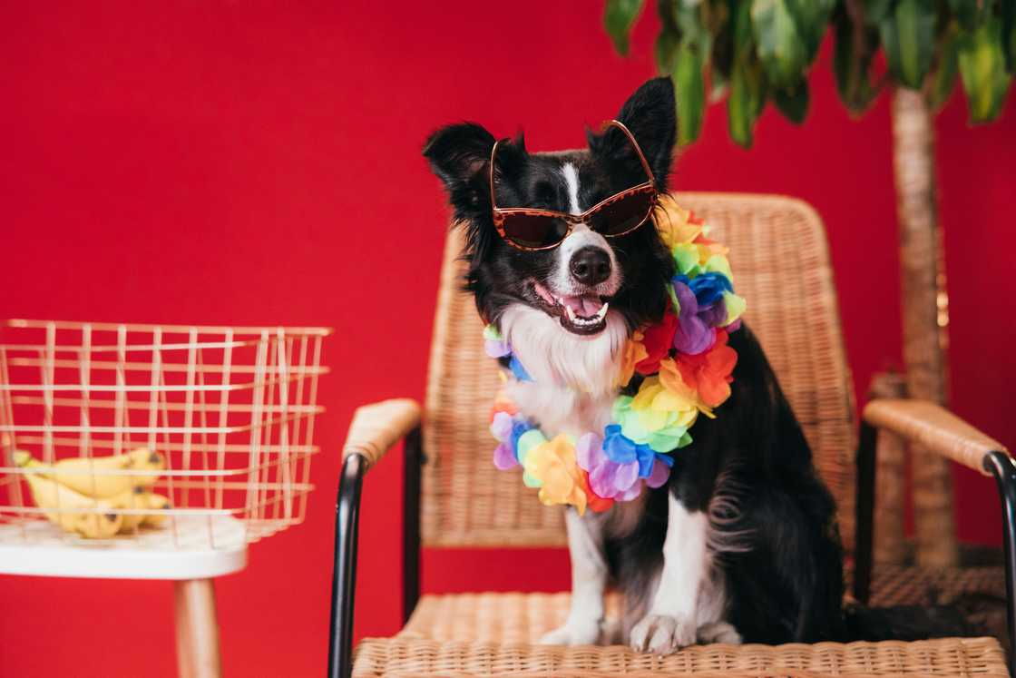A black and white dog wearing sun glasses and colourful neck piece A black and white dog wearing sun glasses and colourful neck piece
