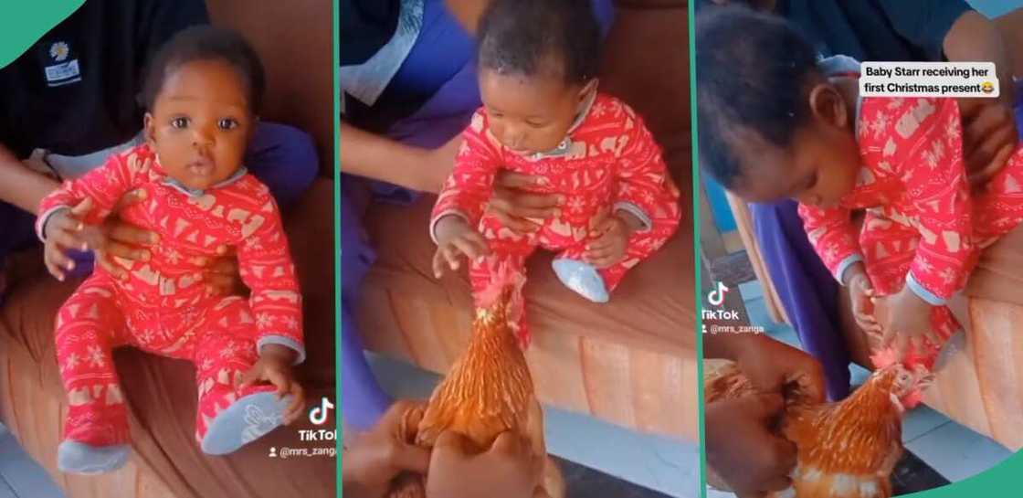 Baby gets chicken as Christmas gift.