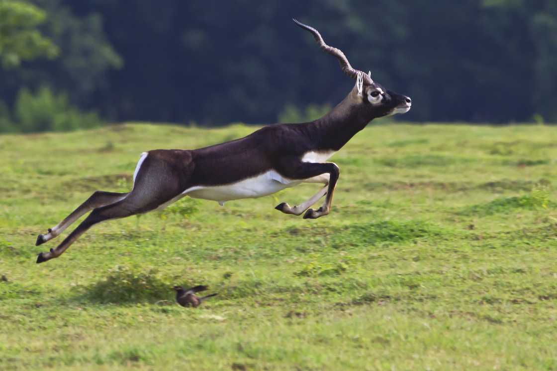 Jumping Blackbuck Jumping Blackbuck