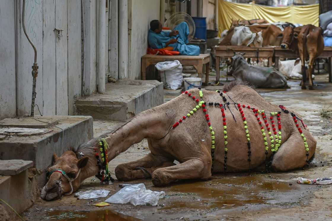 A camel rests outside a house in Karachi ahead of the Muslim festival of Eid al-Adha A camel rests outside a house in Karachi ahead of the Muslim festival of Eid al-Adha