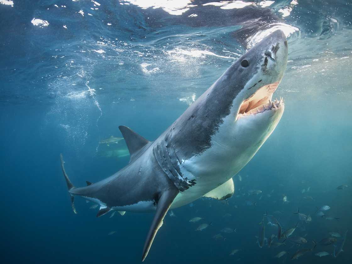 A large achromatic shark with its jaws unfastened astatine the Neptune Islands, Spencer Gulf, South Australia. A large achromatic shark with its jaws unfastened astatine the Neptune Islands, Spencer Gulf, South Australia.