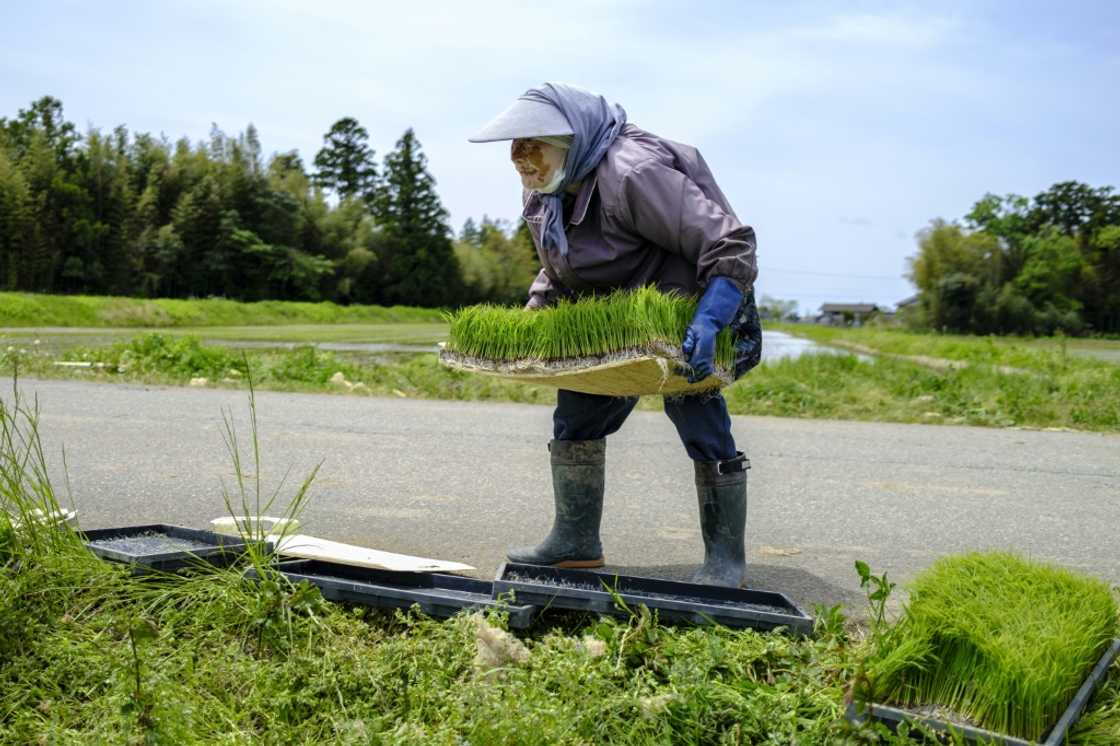 The creation of a premium "toki-friendly" rice brand encouraged farmers to back conservation efforts The creation of a premium "toki-friendly" rice brand encouraged farmers to back conservation efforts