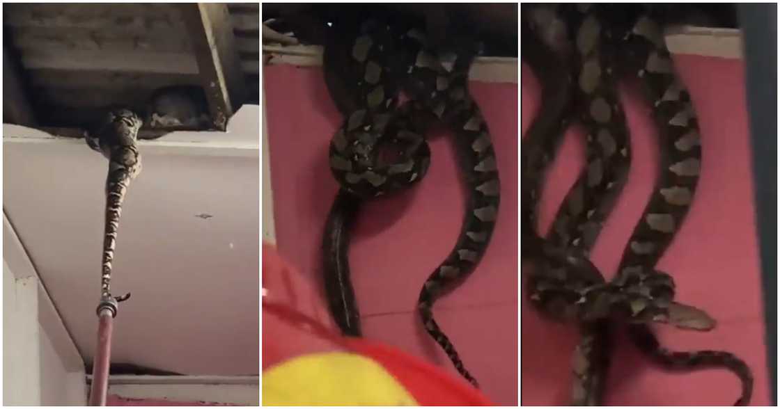 Photos of massive snakes hidden in ceiling. Photos of massive snakes hidden in ceiling.