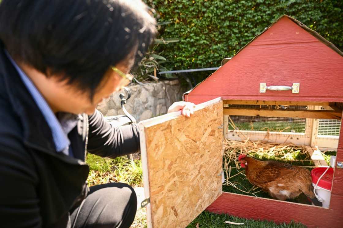 Yong-mi Kim looks inside a portable chicken coop and her egg-laying chickens as part of the "Rent The Chicken" service in La Crescenta, California