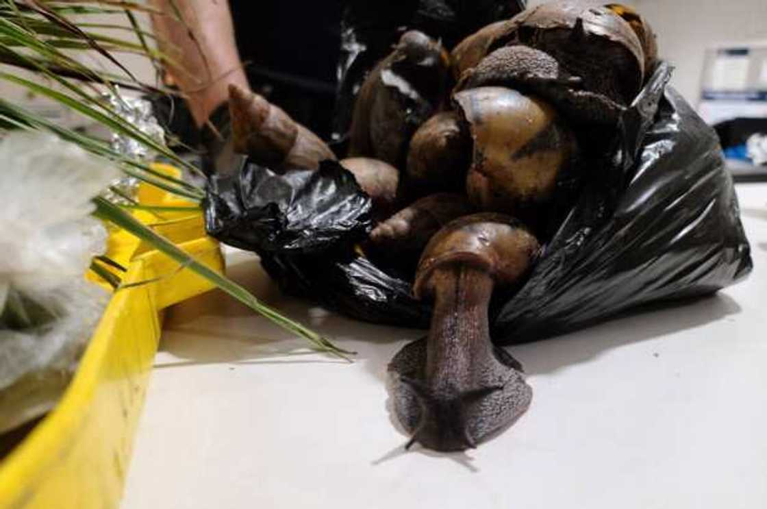 Ghanaian traveler trends in US JKF Airport for packing 22 giant snails and prekese in his luggage Ghanaian traveler trends in US JKF Airport for packing 22 giant snails and prekese in his luggage