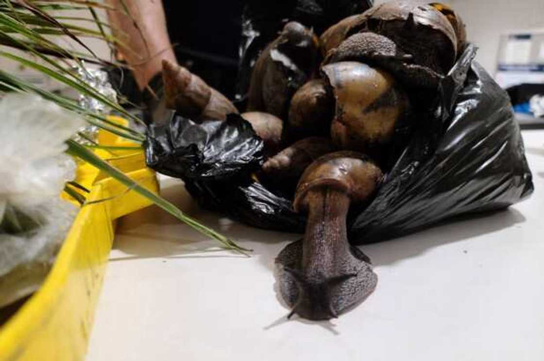 Ghanaian traveler trends in US JKF Airport for packing 22 giant snails and prekese in his luggage