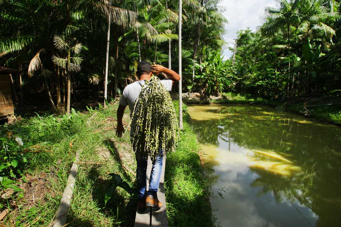 A man carries harvested açai berries in the Amazon rainforest