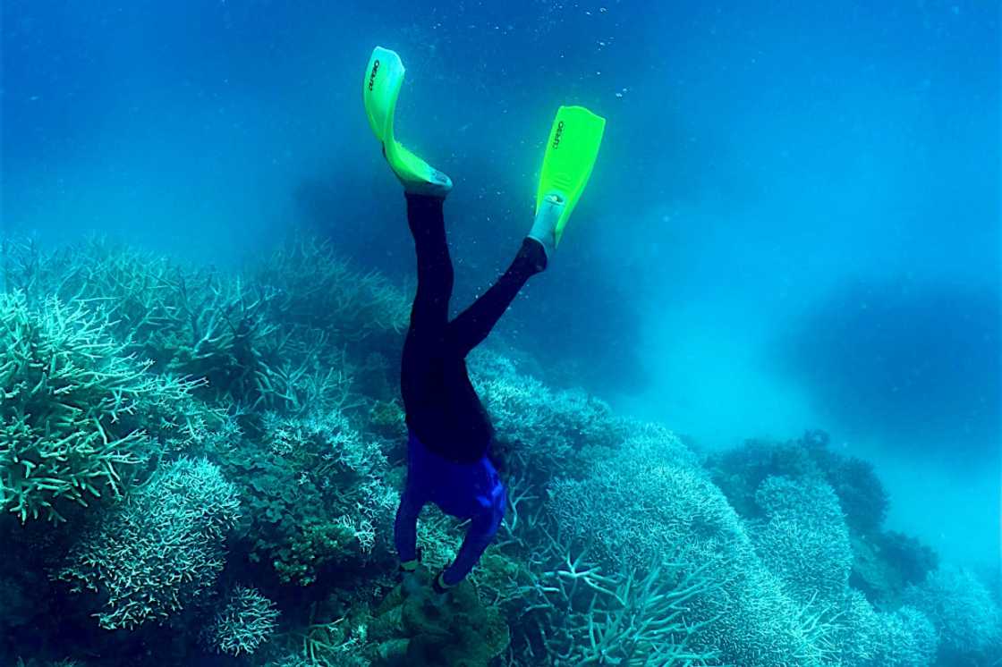 Parts of Australia's beleaguered Great Barrier Reef now have the highest levels of coral cover seen in decades