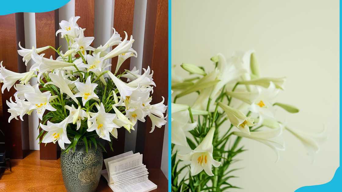 Potted white lilies Potted white lilies