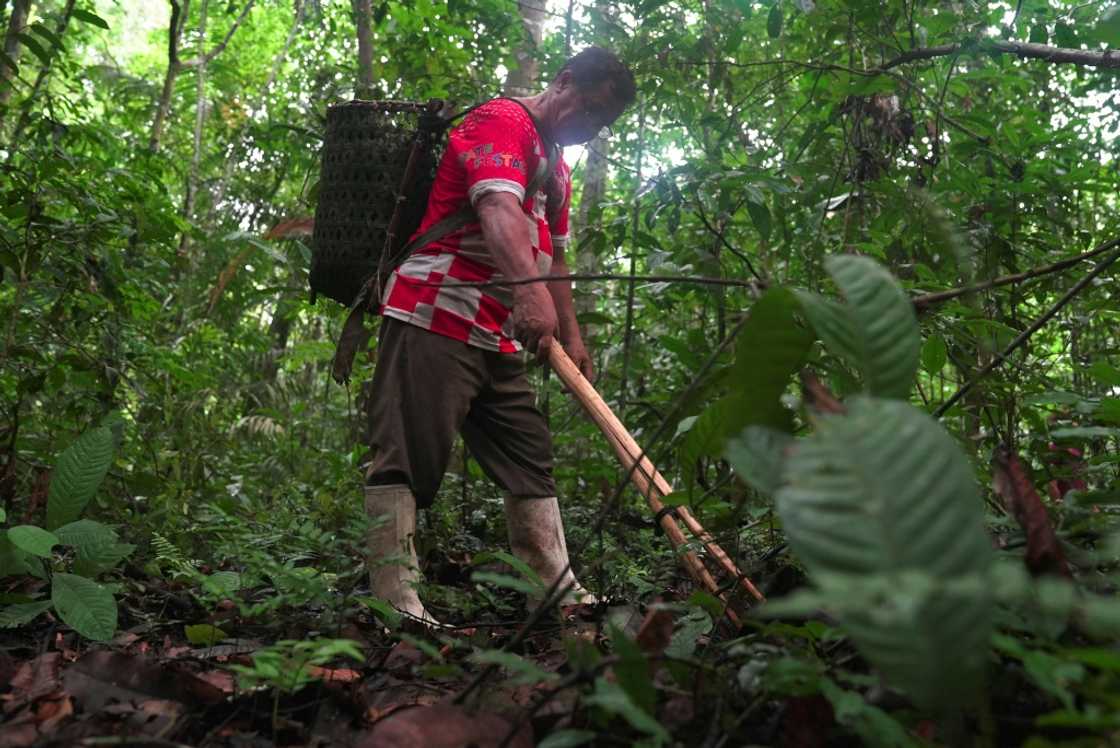 For each bag of 70 kilograms of nuts (about 154 pounds), which takes about eight hours to fill, a harvester earns the equivalent of about $40