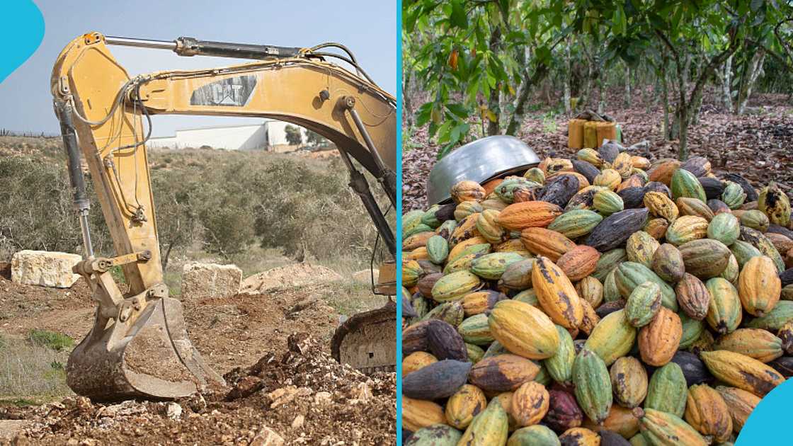 Illegal Miners, Cocoa Farms, Akwabuoso, Galamsey, Excavators, farmers Illegal Miners, Cocoa Farms, Akwabuoso, Galamsey, Excavators, farmers