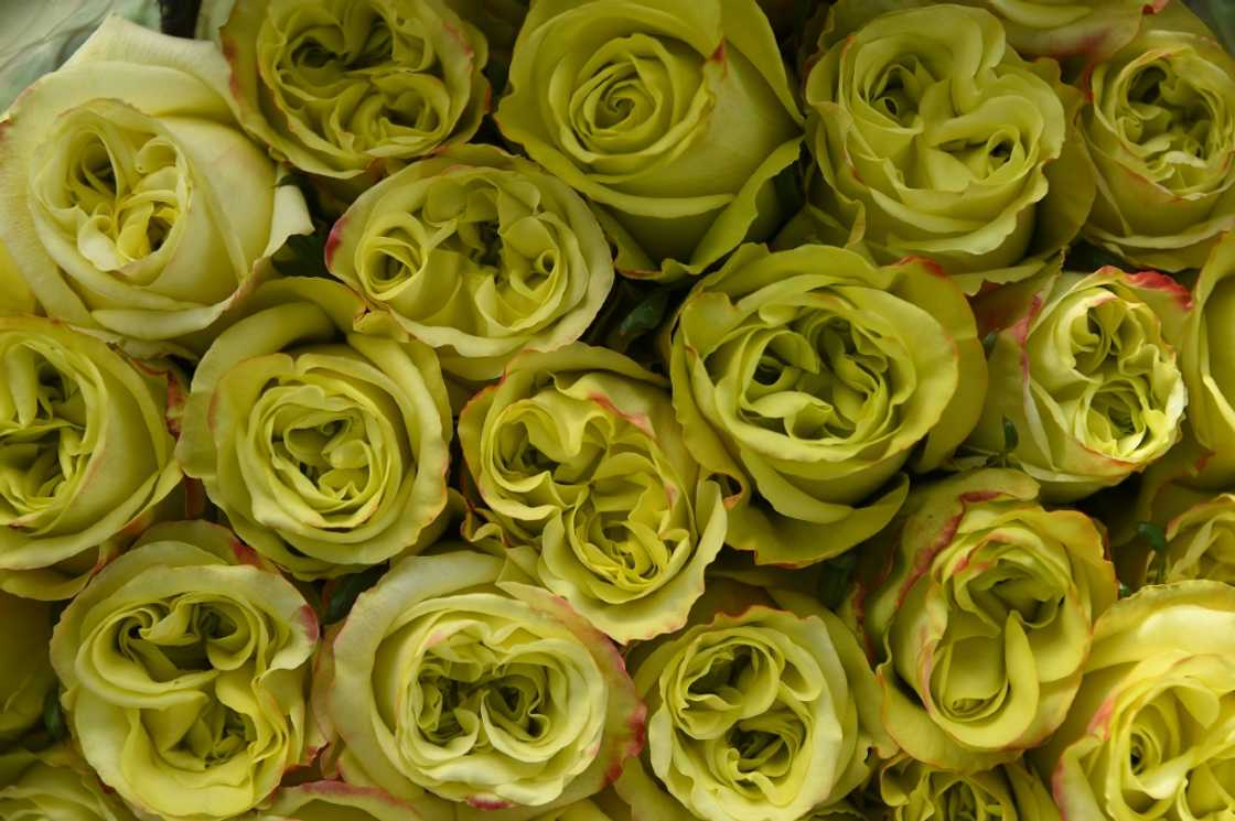 Ecuador is the world's third-biggest flower exporter after the Netherlands and Colombia Ecuador is the world's third-biggest flower exporter after the Netherlands and Colombia