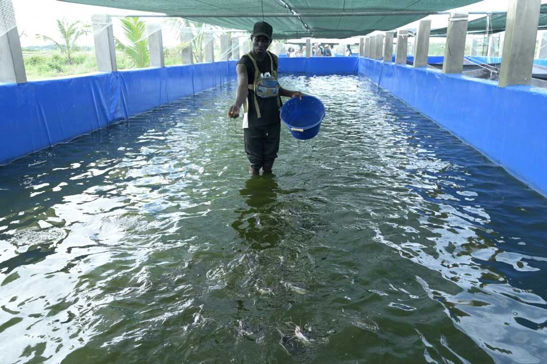 Aquaculture has struggled to take off as a major alternative to traditional fishing Aquaculture has struggled to take off as a major alternative to traditional fishing