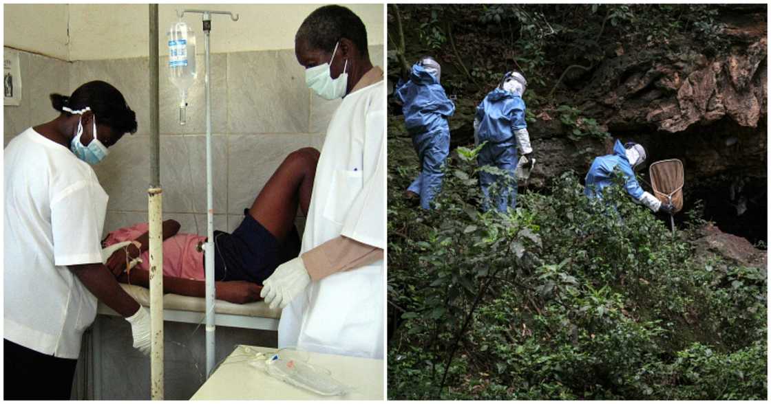 Marburg virus Marburg virus