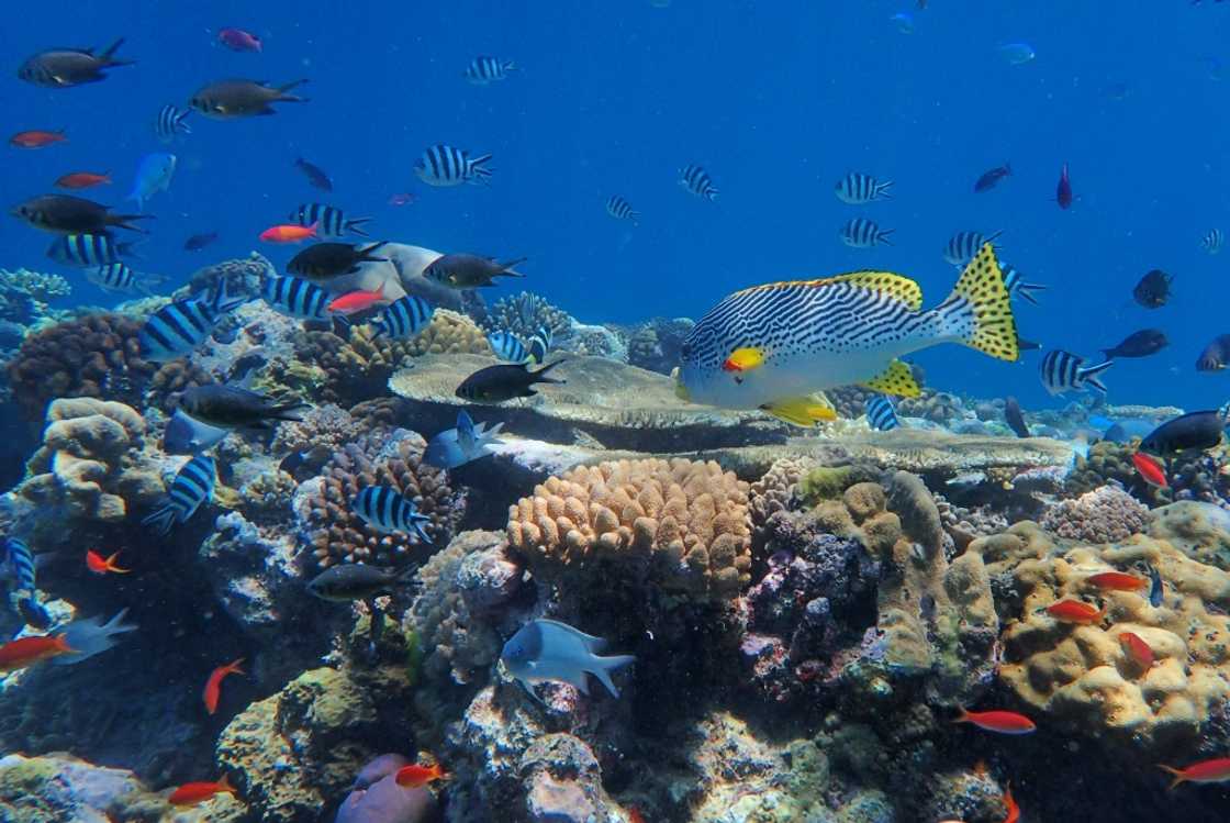 The Great Barrier Reef is the world's largest living structure, visible from space The Great Barrier Reef is the world's largest living structure, visible from space