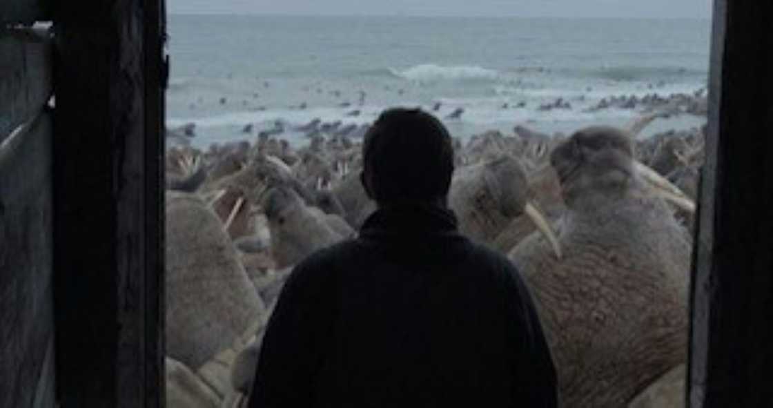 In this undated handout screengrab provided by The New Yorker, marine biologist Maxim Chakilev looks out of his Siberian hut at walruses in the Oscar-nominated short documentary "Haulout" In this undated handout screengrab provided by The New Yorker, marine biologist Maxim Chakilev looks out of his Siberian hut at walruses in the Oscar-nominated short documentary "Haulout"