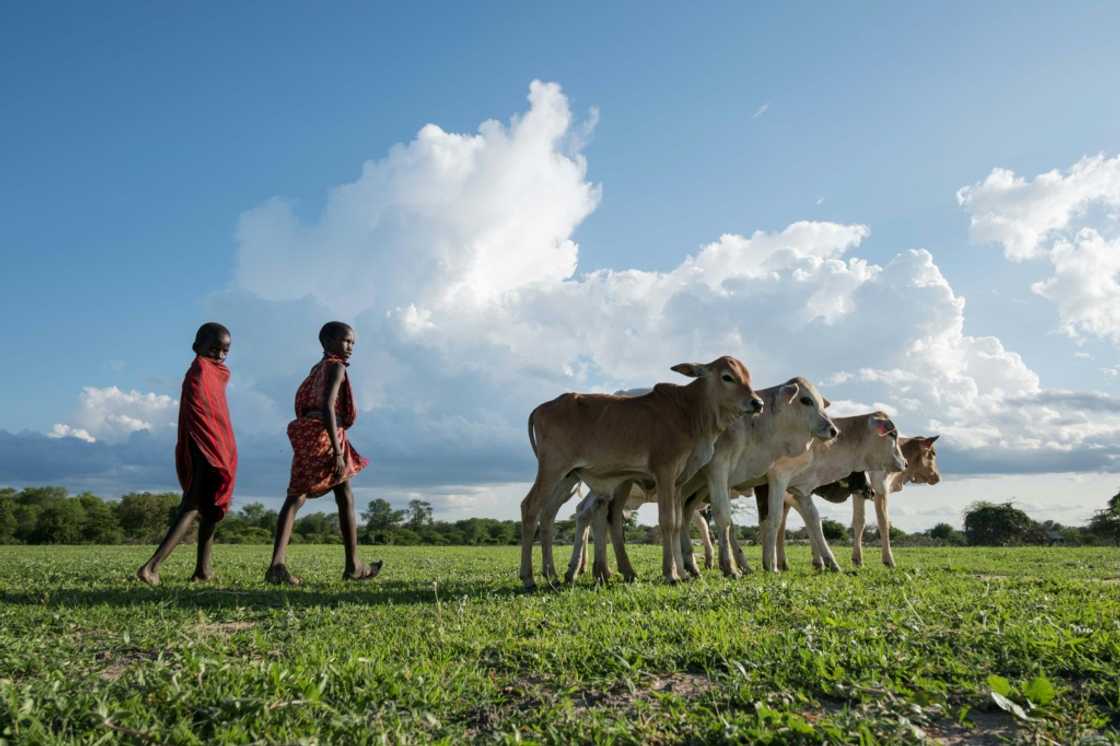 Experts and NGOs have dismissed VW's scheme as "greenwashing", saying it does little to improve the environment Experts and NGOs have dismissed VW's scheme as "greenwashing", saying it does little to improve the environment