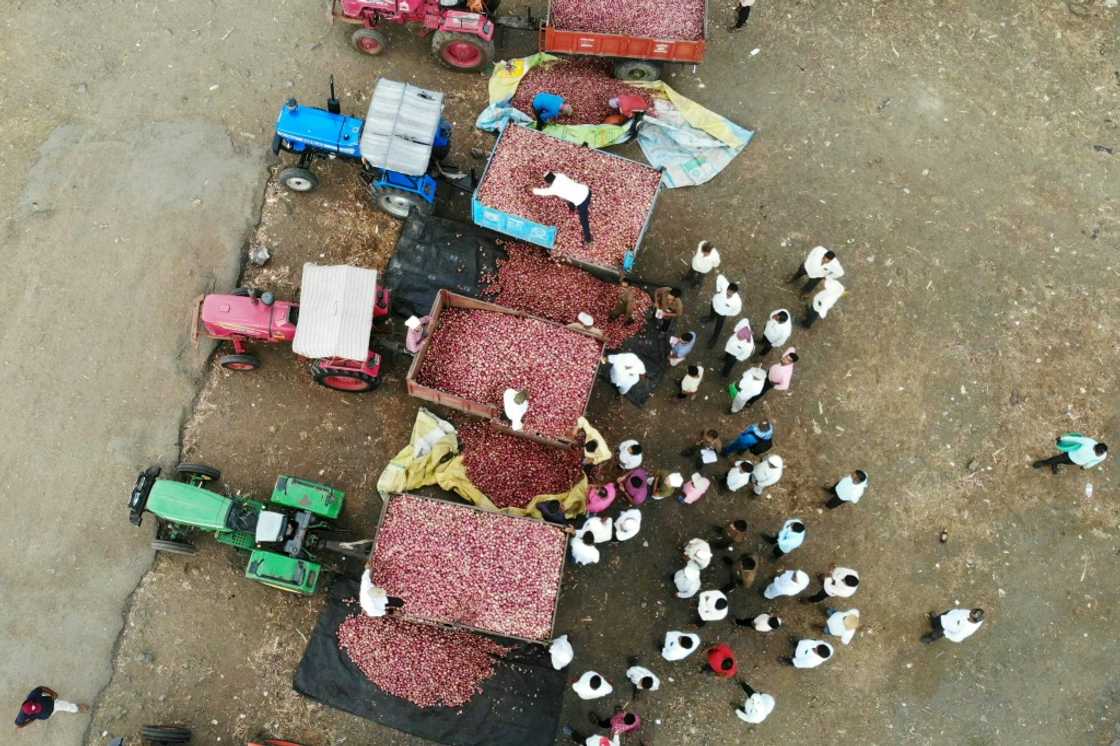 Onion prices can be a barometer of a government's popularity, with soaring costs triggering mass protests in the past Onion prices can be a barometer of a government's popularity, with soaring costs triggering mass protests in the past