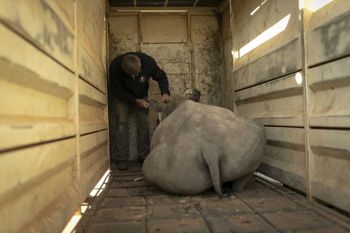 The young rhinos were given a sedative before they were transferred to their new home The young rhinos were given a sedative before they were transferred to their new home