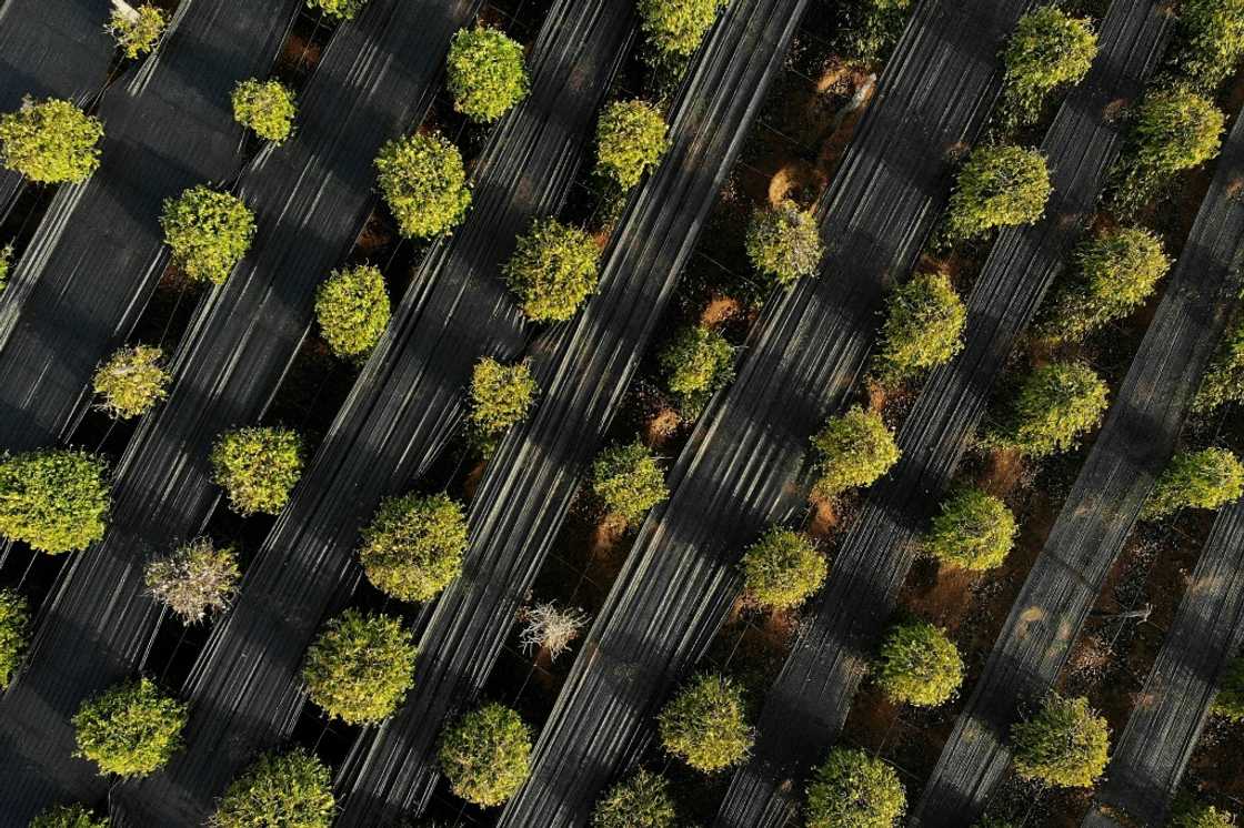 Famed for its intense floral flavour, Kampot pepper is prized by top chefs around the world and has survived decades of instability in Cambodia, but now faces the threat of extreme weather, driven by climate change Famed for its intense floral flavour, Kampot pepper is prized by top chefs around the world and has survived decades of instability in Cambodia, but now faces the threat of extreme weather, driven by climate change