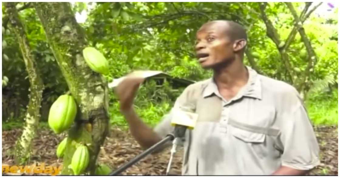 Nana Kwasi Poku, a Ghanaian farmer earning very little