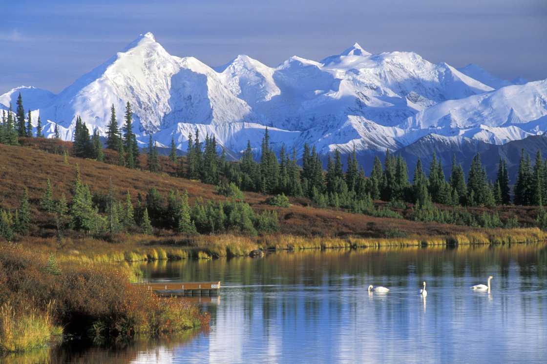 The Alaska Range with Mount McKinley and Wonder Lake with Tundra swans in the fall The Alaska Range with Mount McKinley and Wonder Lake with Tundra swans in the fall