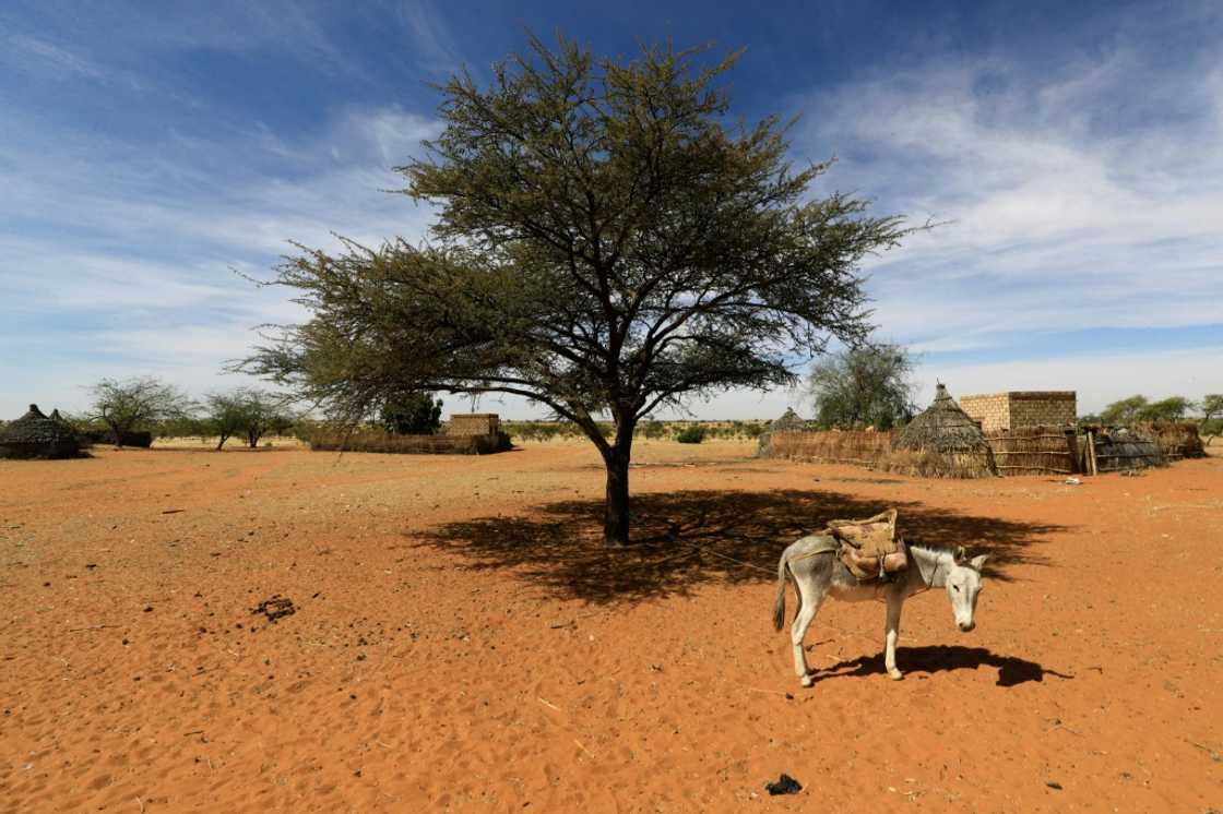 The golden blobs of resin are tapped from thorny acacia trees