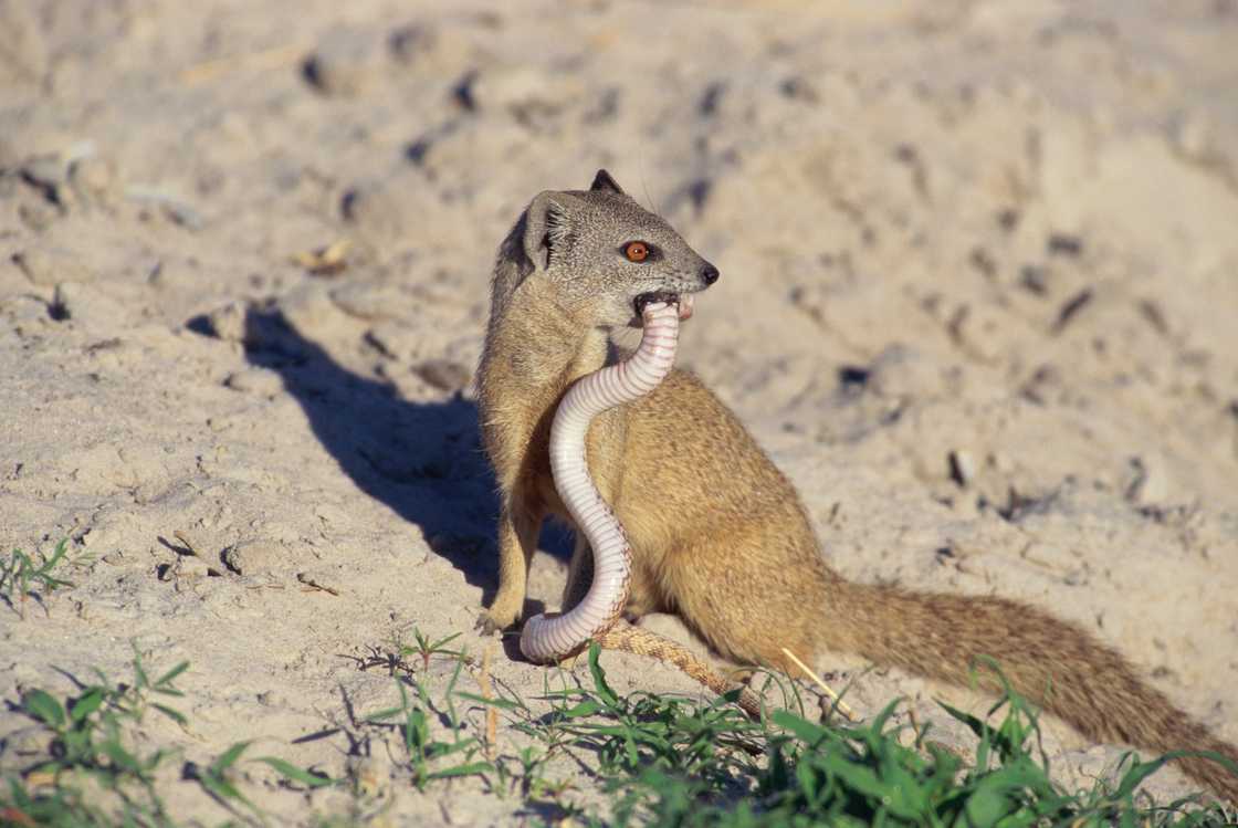 Yellow mongoose eating a snake. Yellow mongoose eating a snake.