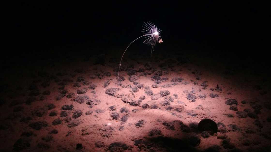 A handout image made available by the National Oceanography Centre shows a carnivorous sponge, Axoniderma mexicana, photographed during a recent expedition to the NE Pacific abyss and found in the Clarion-Clipperton Zone (CCZ)