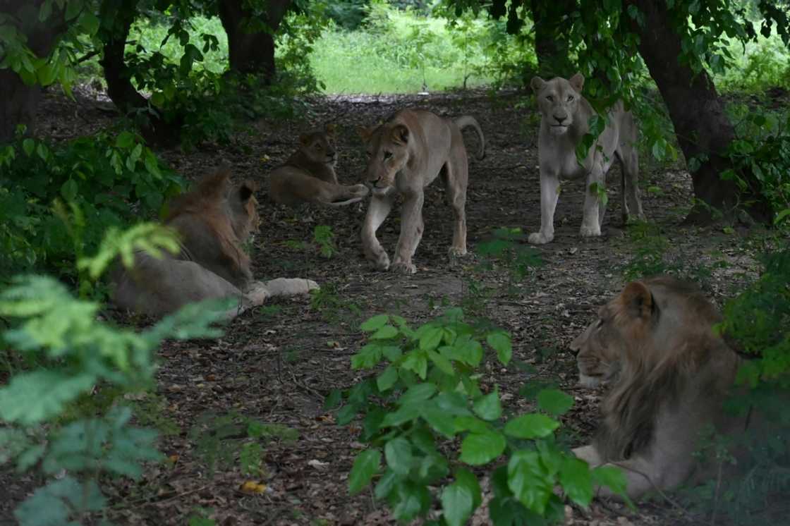 Lions are seen in a wooded area at the Lahore Safari Zoo Lions are seen in a wooded area at the Lahore Safari Zoo