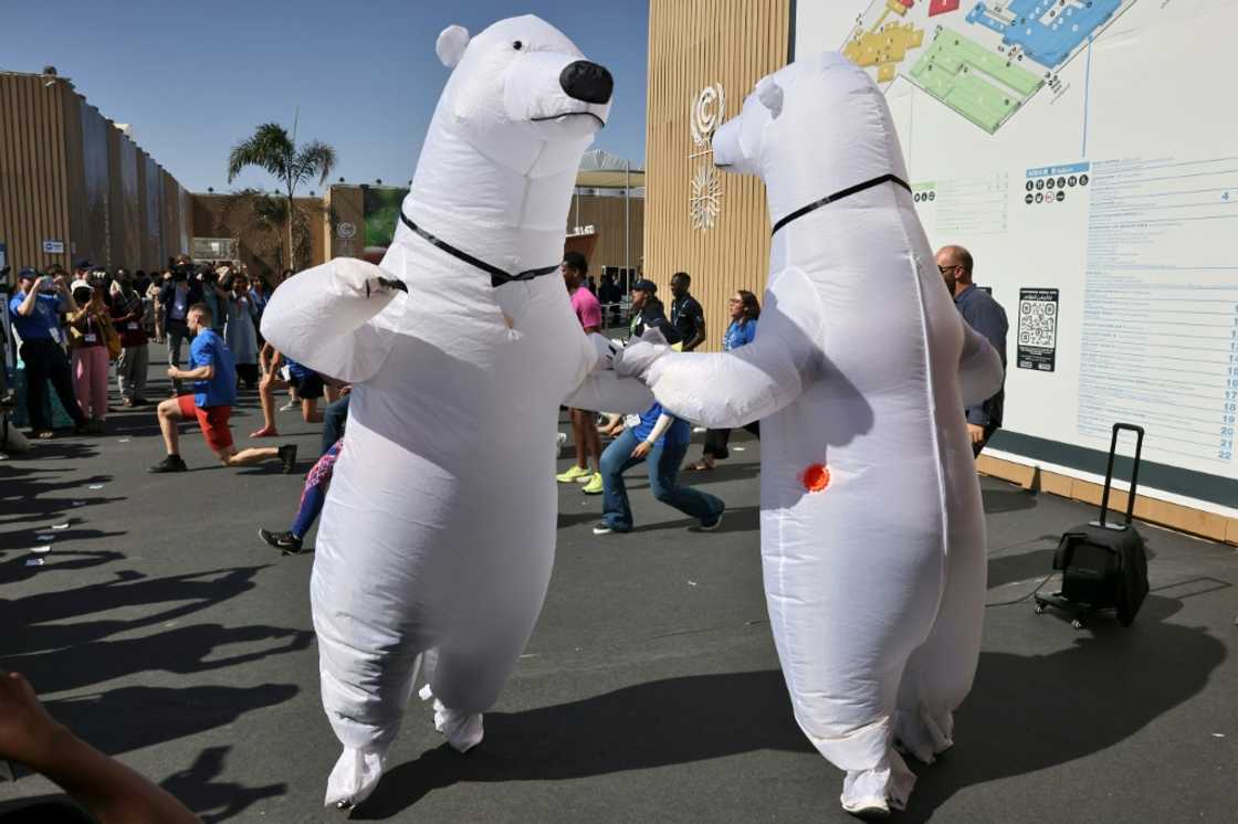 Climate activists dressed as polar bears stage a protest outside the Sharm el-Sheikh International Convention Centre Climate activists dressed as polar bears stage a protest outside the Sharm el-Sheikh International Convention Centre