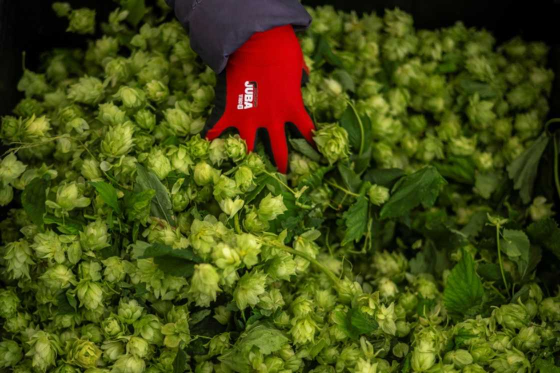 Indoor hops grown by Spanish startup Ekonoke reach maturity in just three months Indoor hops grown by Spanish startup Ekonoke reach maturity in just three months
