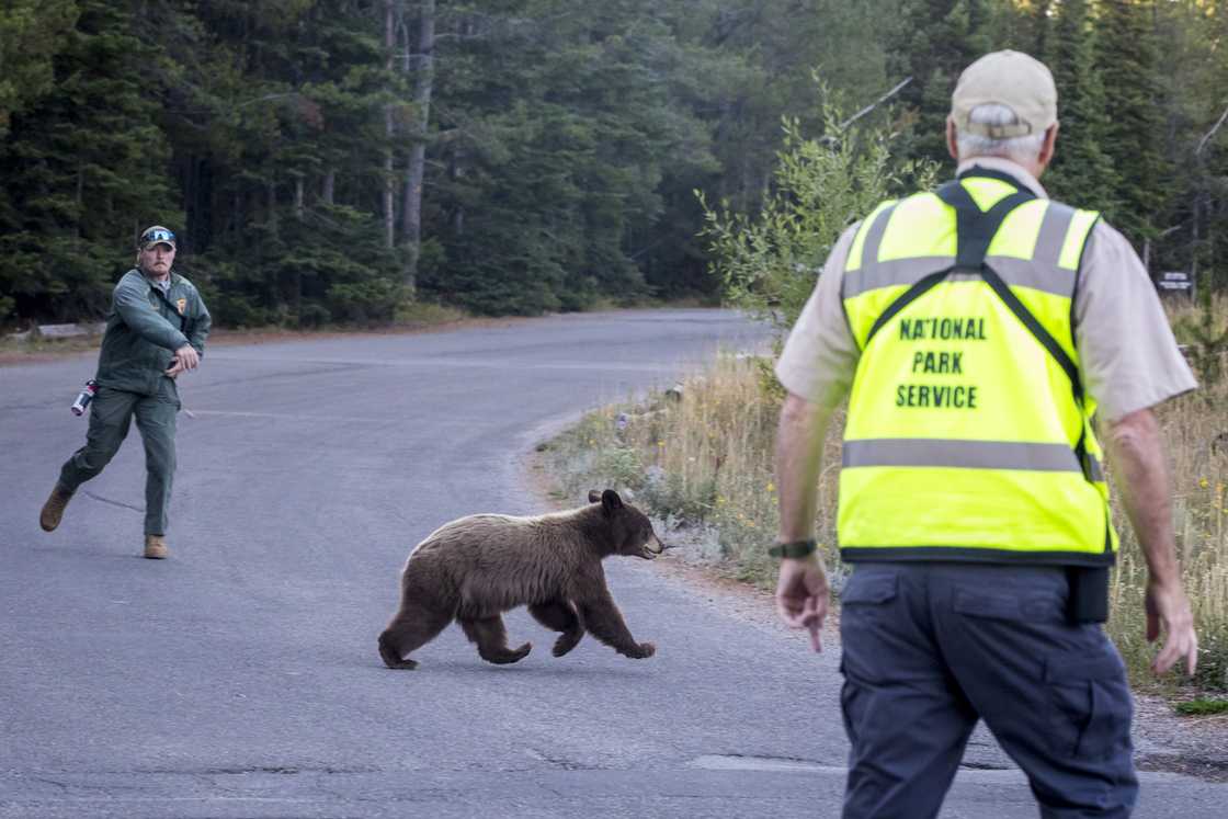 Bear management rangers and black bear are seen near Colter Bay in Grand Teton National Park. Bear management rangers and black bear are seen near Colter Bay in Grand Teton National Park.