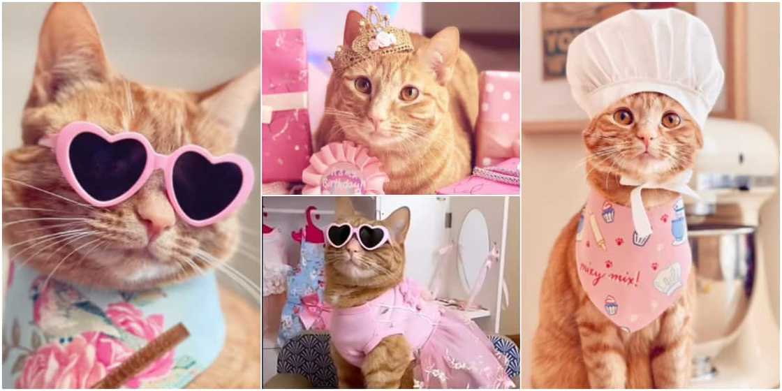 Princess Honey Belle Princess Honey Belle