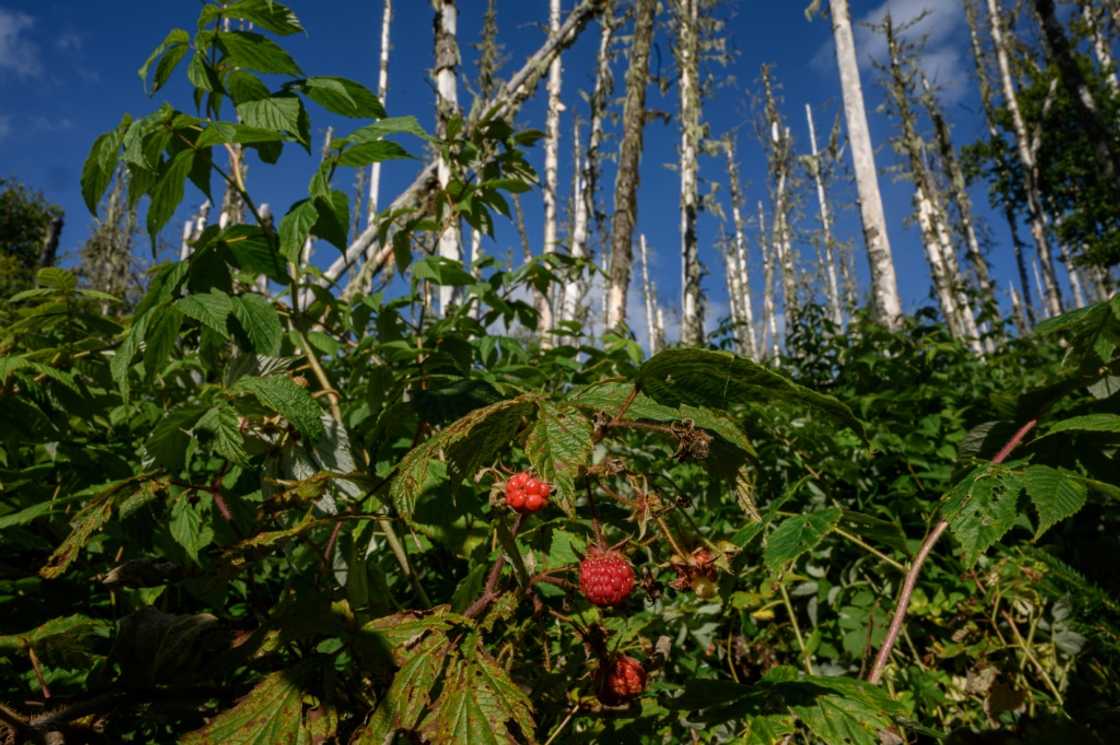 Raspberry bushes are seen before defoliated trees in an area of Canadian forest undergoing regeneration following a hemlock looper infestation Raspberry bushes are seen before defoliated trees in an area of Canadian forest undergoing regeneration following a hemlock looper infestation