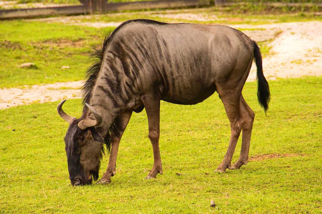 Wildebeest feeding on grass Wildebeest feeding on grass