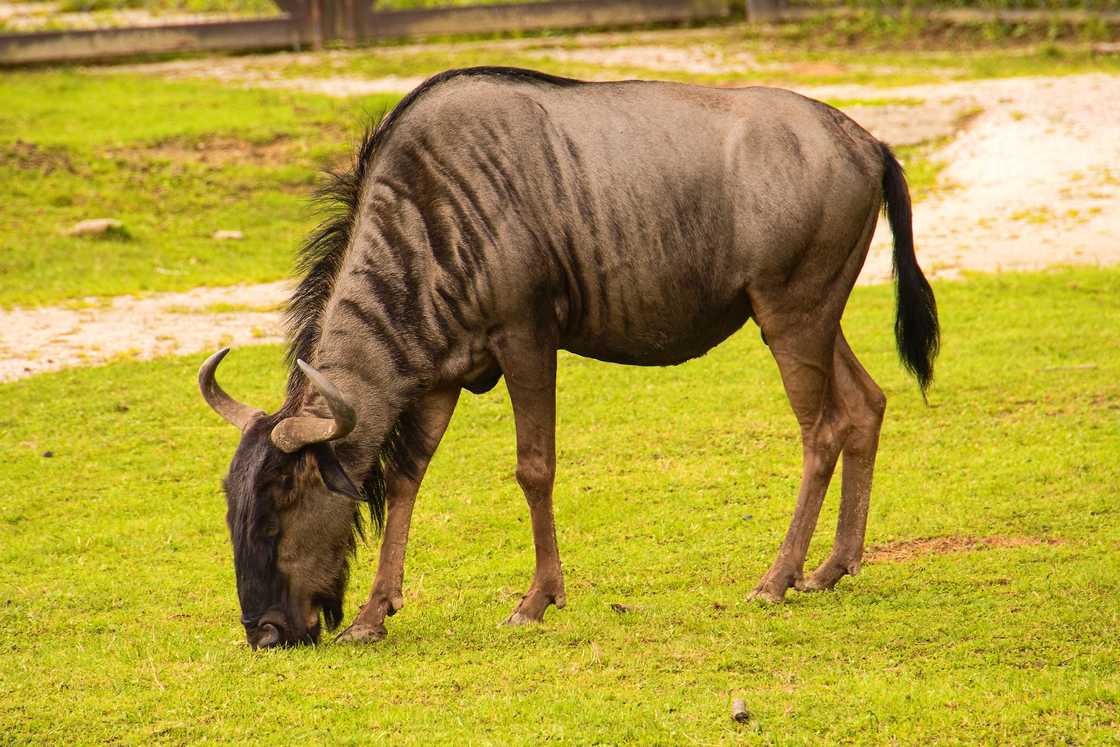 Wildebeest feeding on grass