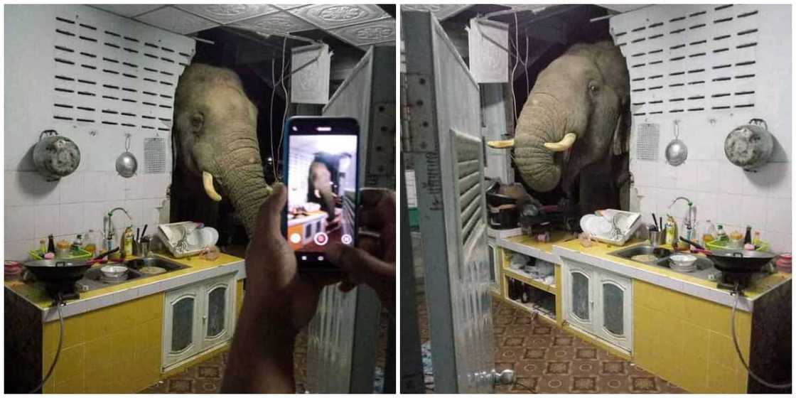 Elephant storms woman's home at night, searches kitchen for food Elephant storms woman's home at night, searches kitchen for food