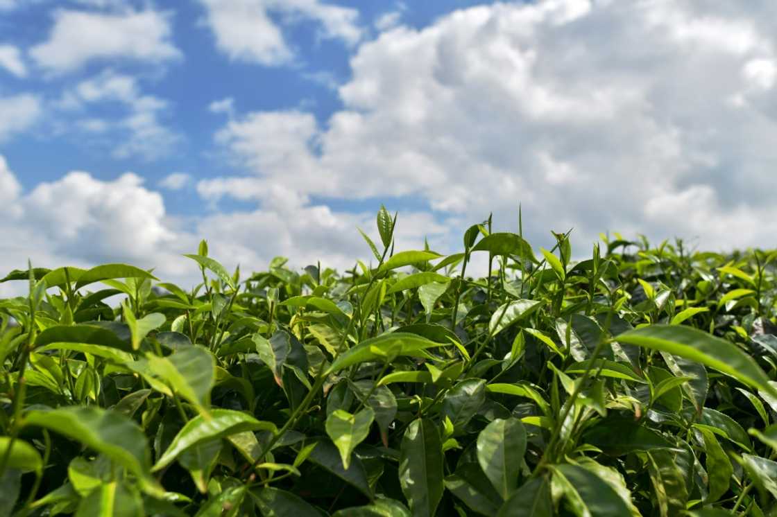 Kenya exported more than 550,000 tonnes of tea last year according to government figures Kenya exported more than 550,000 tonnes of tea last year according to government figures