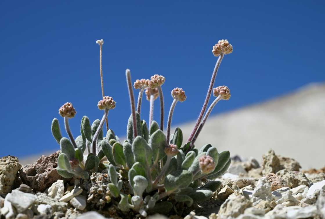 A Tiehm's buckwheat plant starts to bud in its native habitat in the Silver Peak Range in Esmeralda County, Nevada beside Rhyolite Ridge, the site of a proposed lithium mine