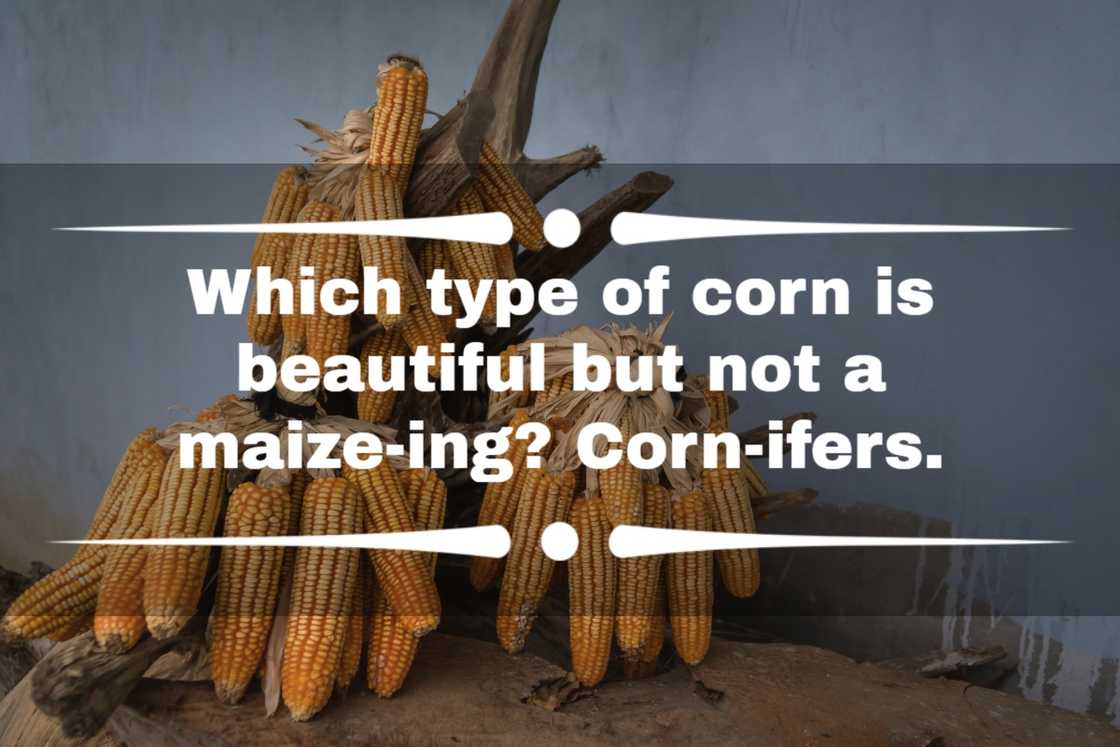 corn jokes