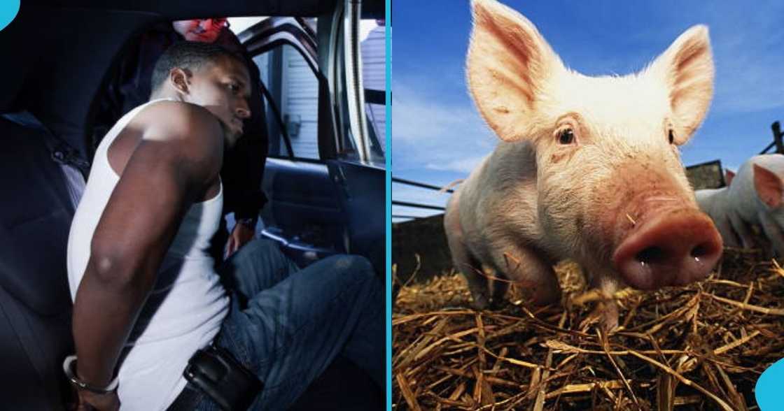 Ghanaian man, Nsuta Circuit Court, Ashanti Region, criminal act, a pig Ghanaian man, Nsuta Circuit Court, Ashanti Region, criminal act, a pig